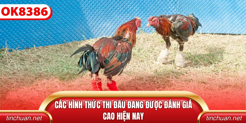 Các hình thức thi đấu đang được đánh giá cao hiện nay
