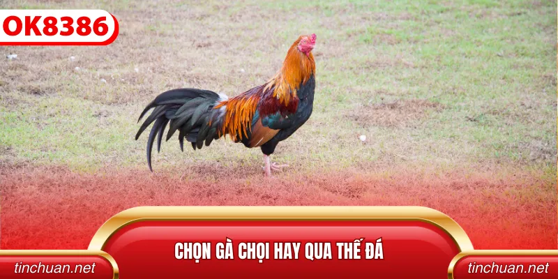 Chọn gà chọi hay qua thế đá
