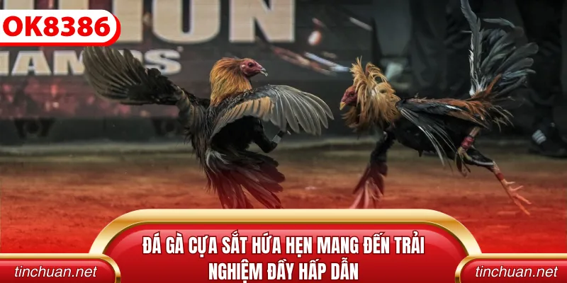 Đá gà cựa sắt hứa hẹn mang đến trải nghiệm đầy hấp dẫn