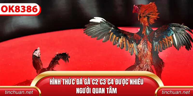 Hình thức đá gà c2 c3 c4 được nhiều người quan tâm