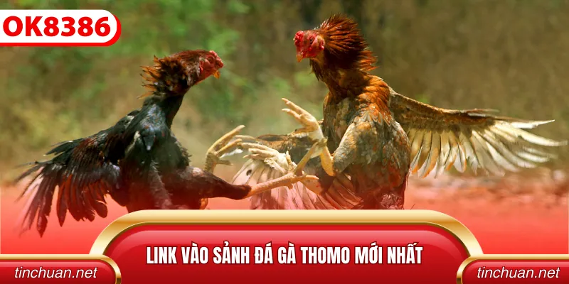 Link vào sảnh đá gà Thomo mới nhất